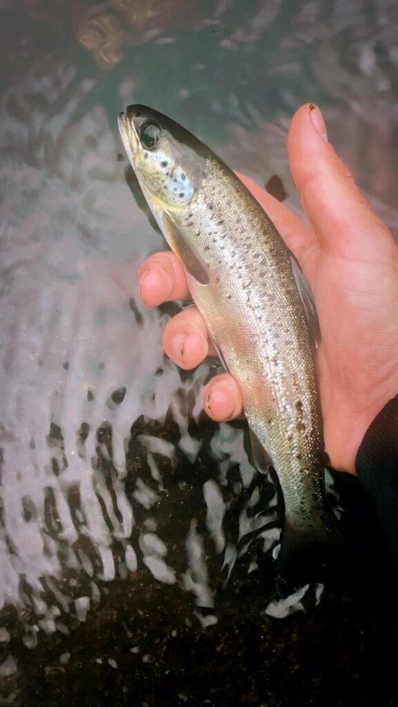 My first salmon