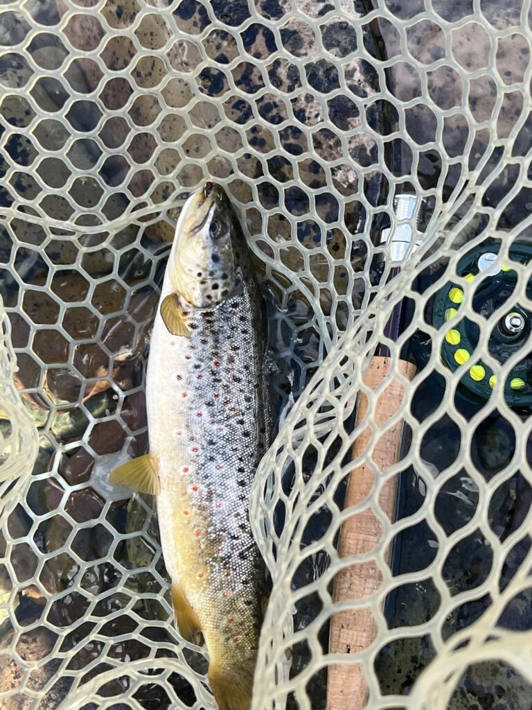 First Browns
