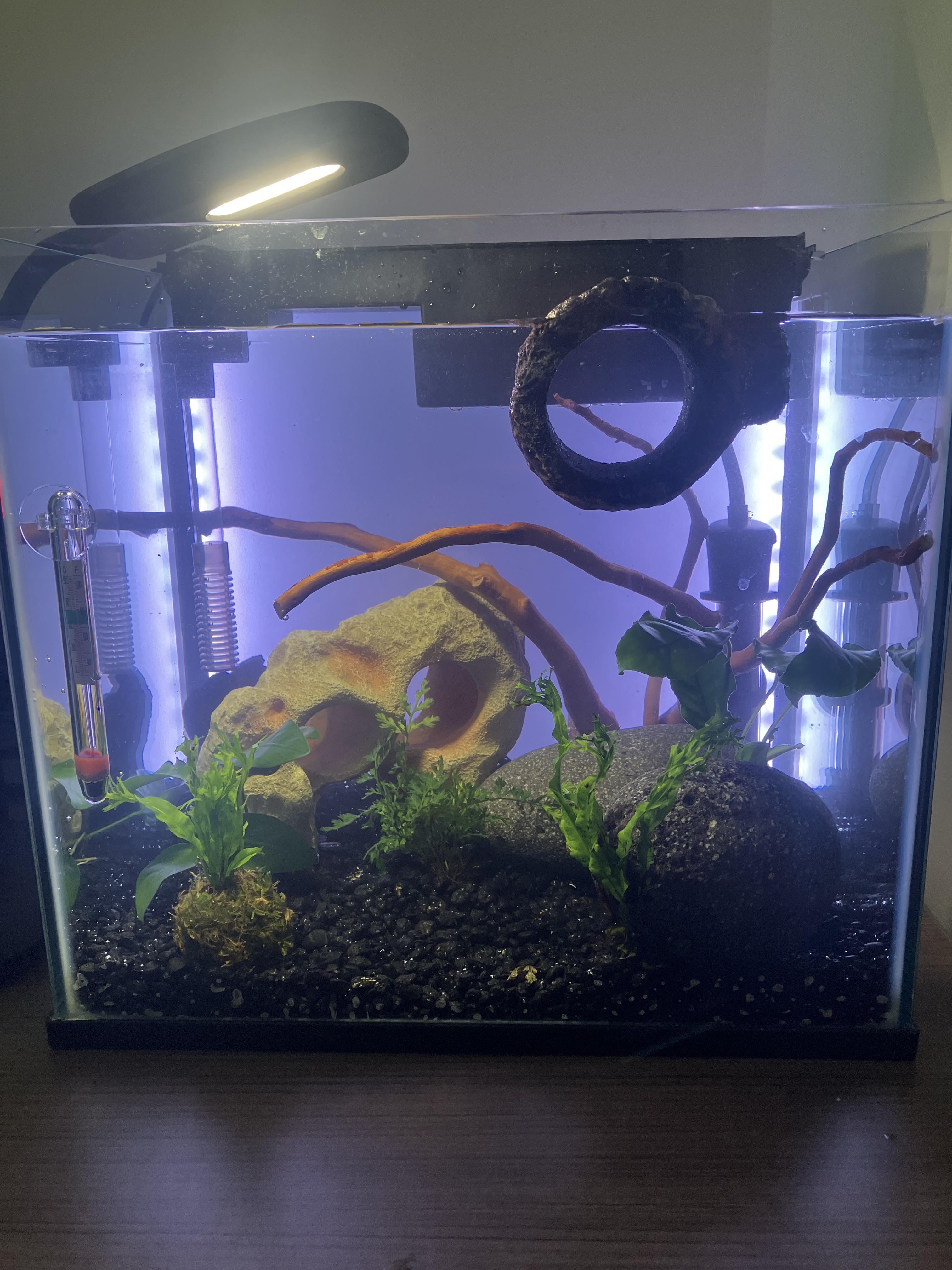 Betta Fish: I just made my very first tank today! How does it look ...