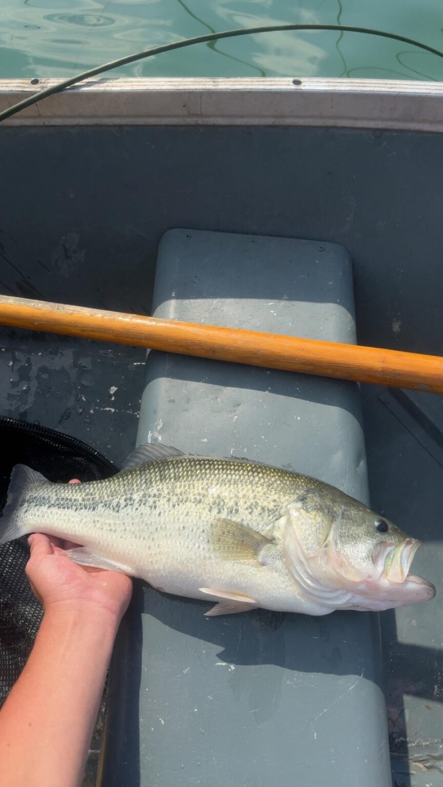Took a trip to B.C about a week ago and caught him, I think he was about 4-5 pounds, my personal best!