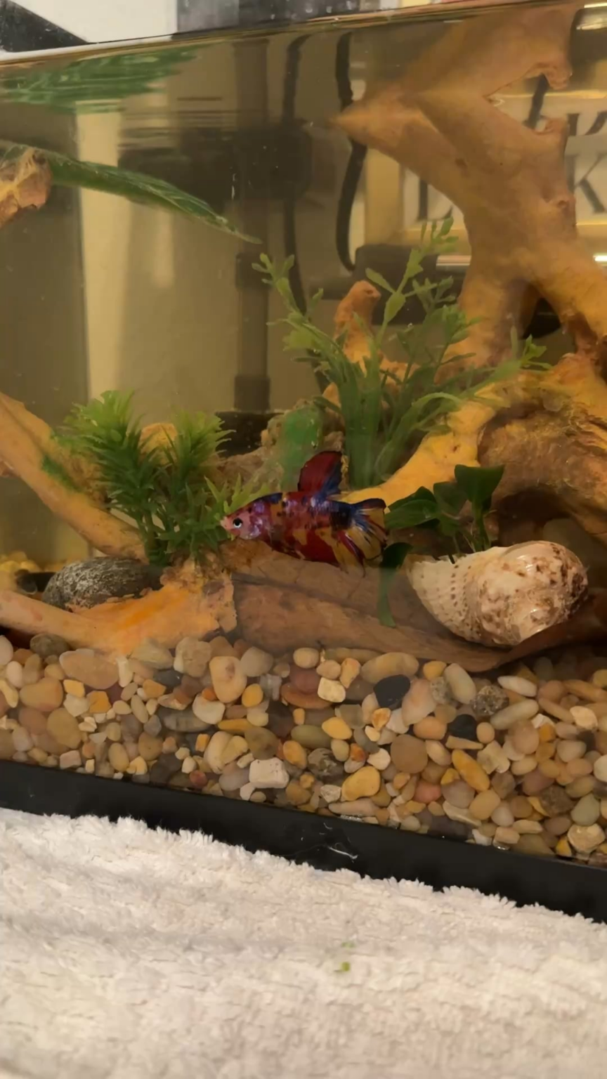 Betta Fish: Is this behavior normal? Is this behavior normal?