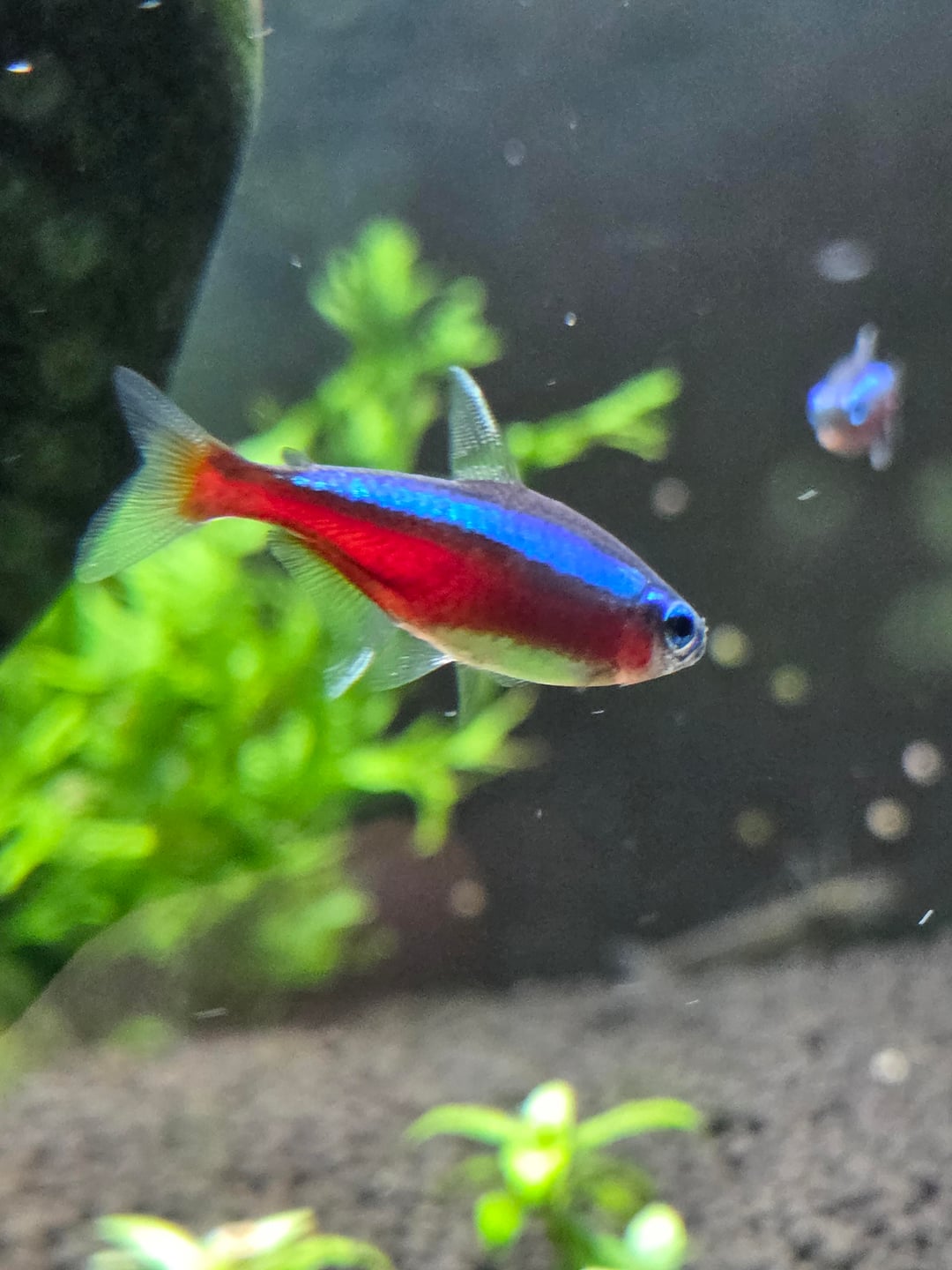 Aquariums: Photoshoot of my fish and shrimp - Flake Food
