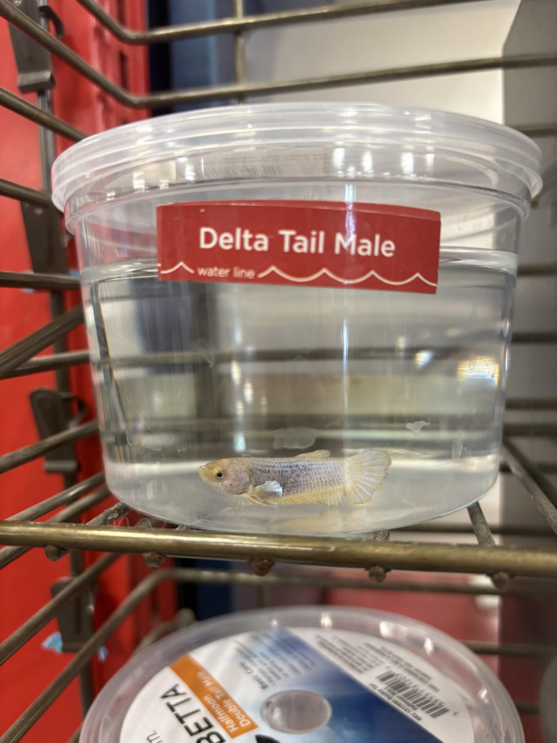 Betta Fish: What type of betta is this? It doesn’t look like a delta ...