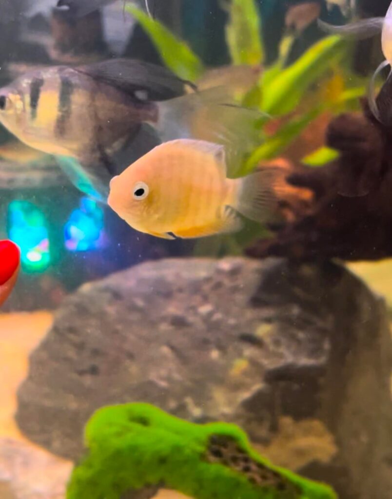 1 year - Gold Severum growth (he’s huge)