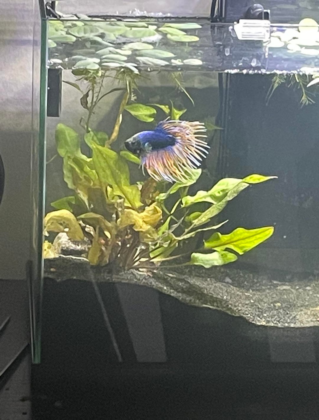 Concerned Fish Betta Fish: my bettas fins are changing color should i be concerned ...