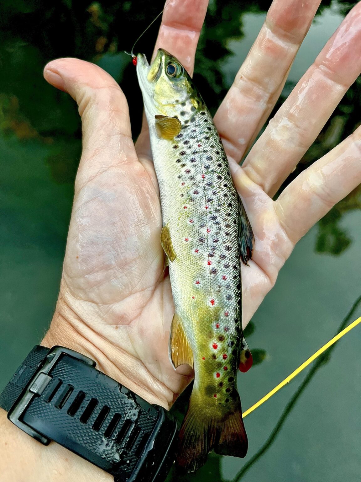 After work wild brown