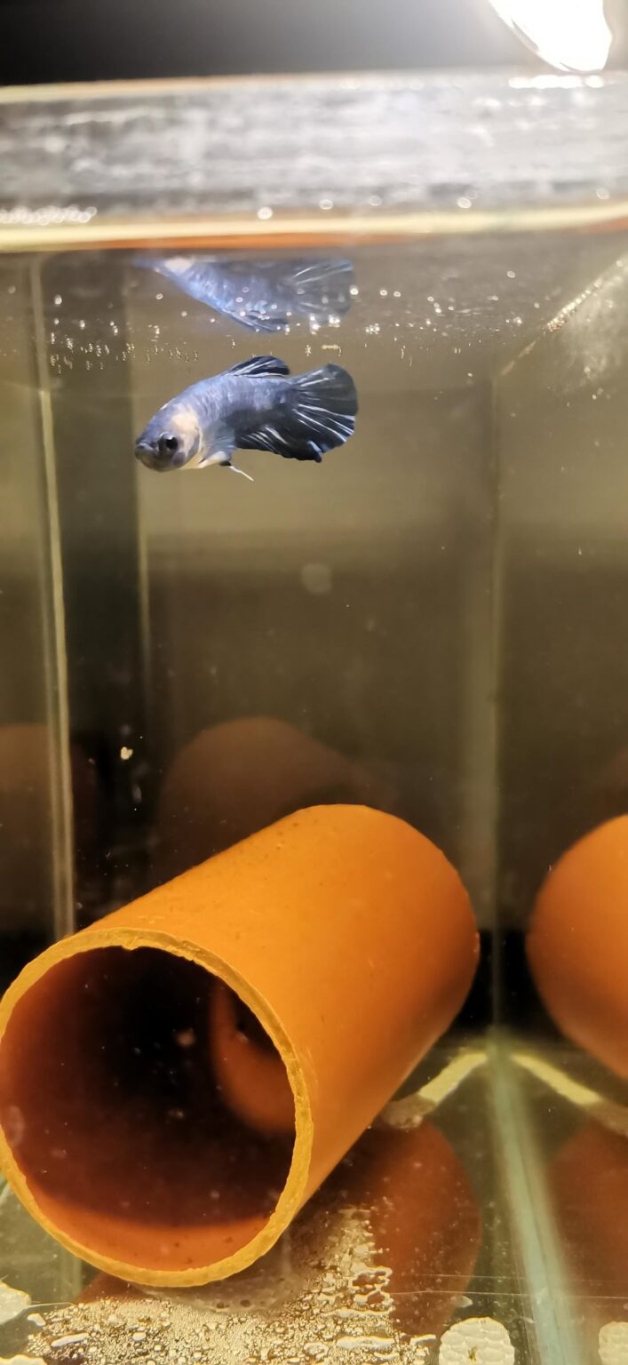 hmpk blue marble, but i have no idea about its gender is it male or female?