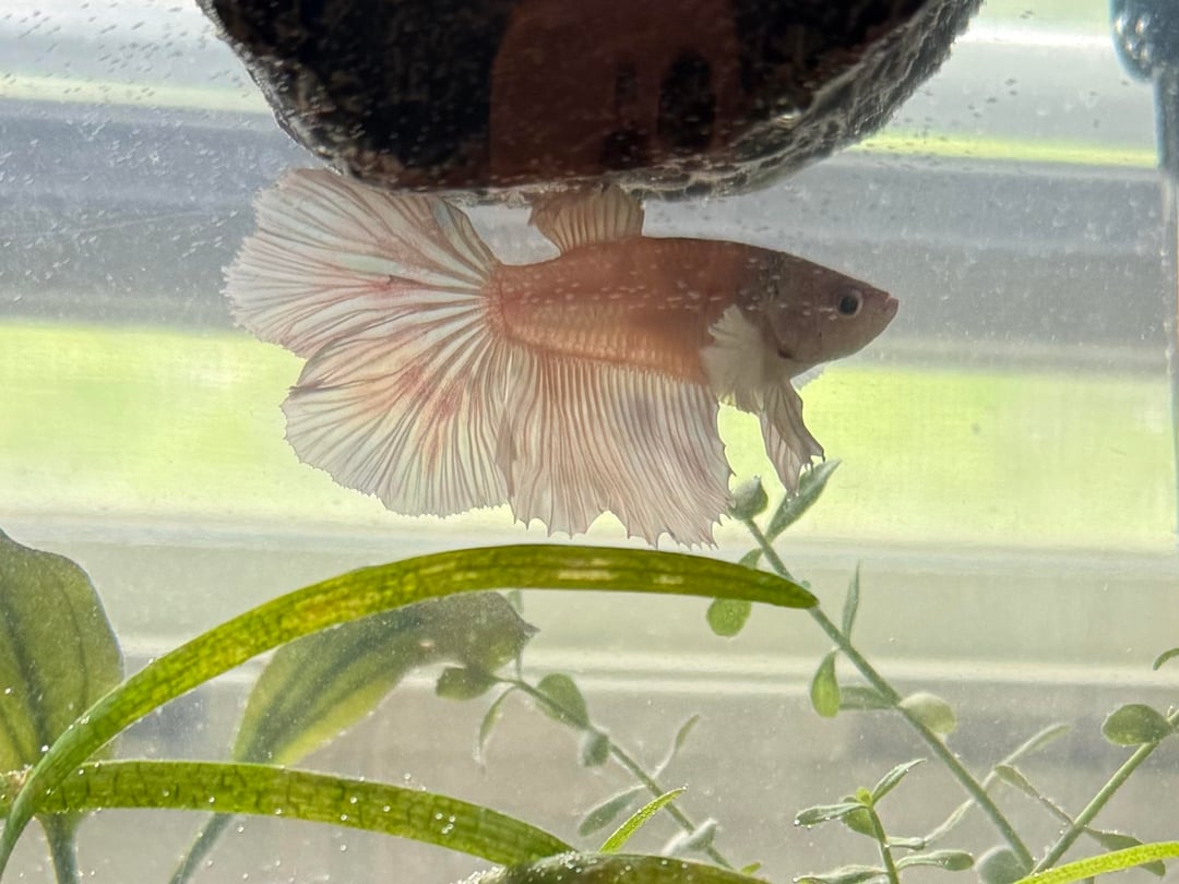 Betta Fish: Currently abroad and my parents taking care of my fish. The ...