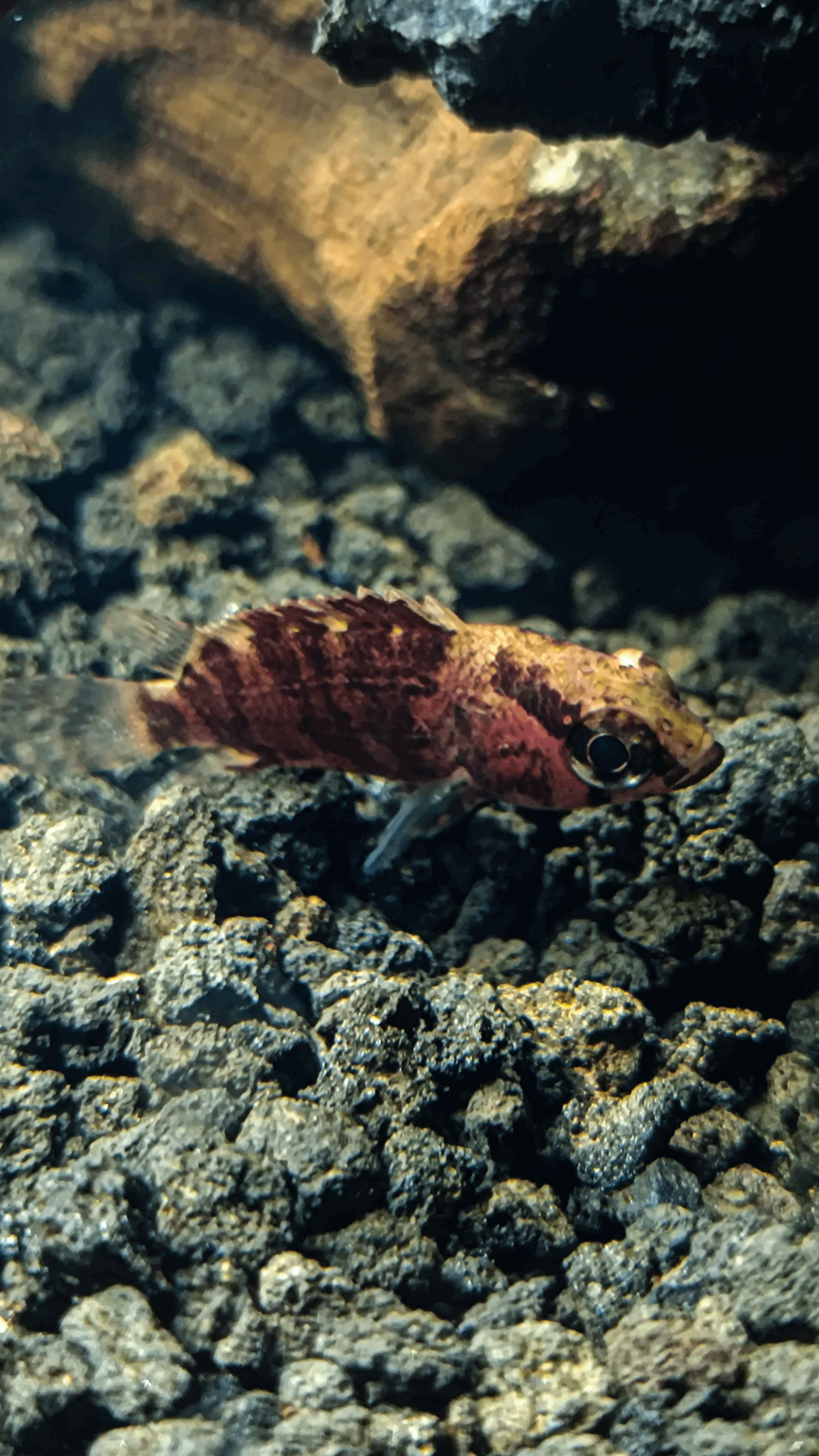 New fish :D