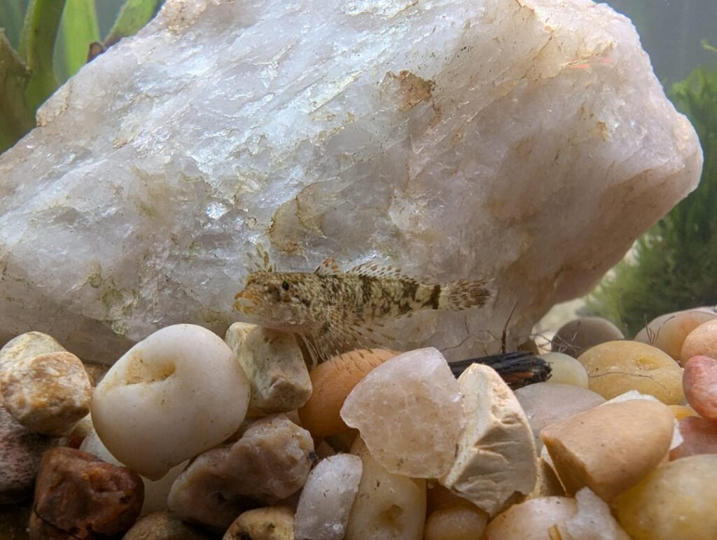 Sculpins caught in central Maryland, what kind? Sculpins caught in central Maryland, what kind?