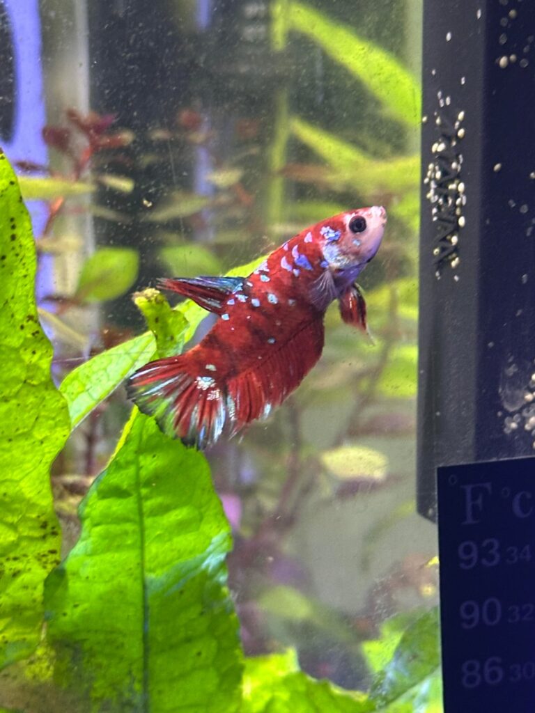 Betta Fish: Tony Shark Tony Shark