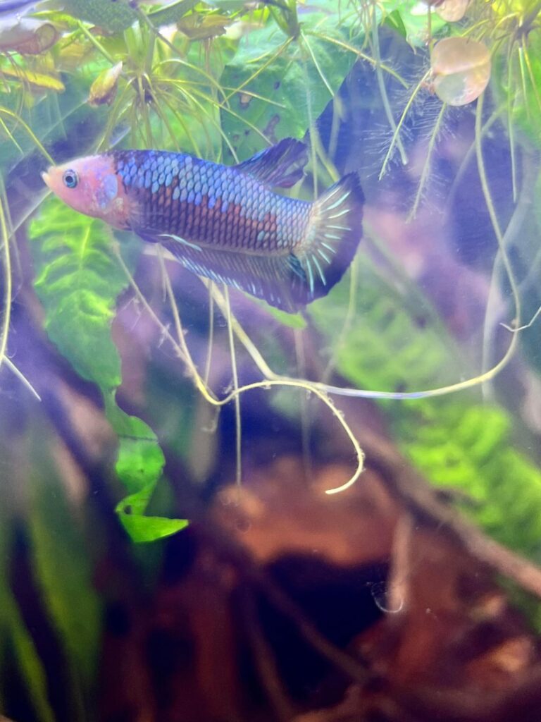 Betta Fish: Meet my boy Sacrean Meet my boy Sacrean