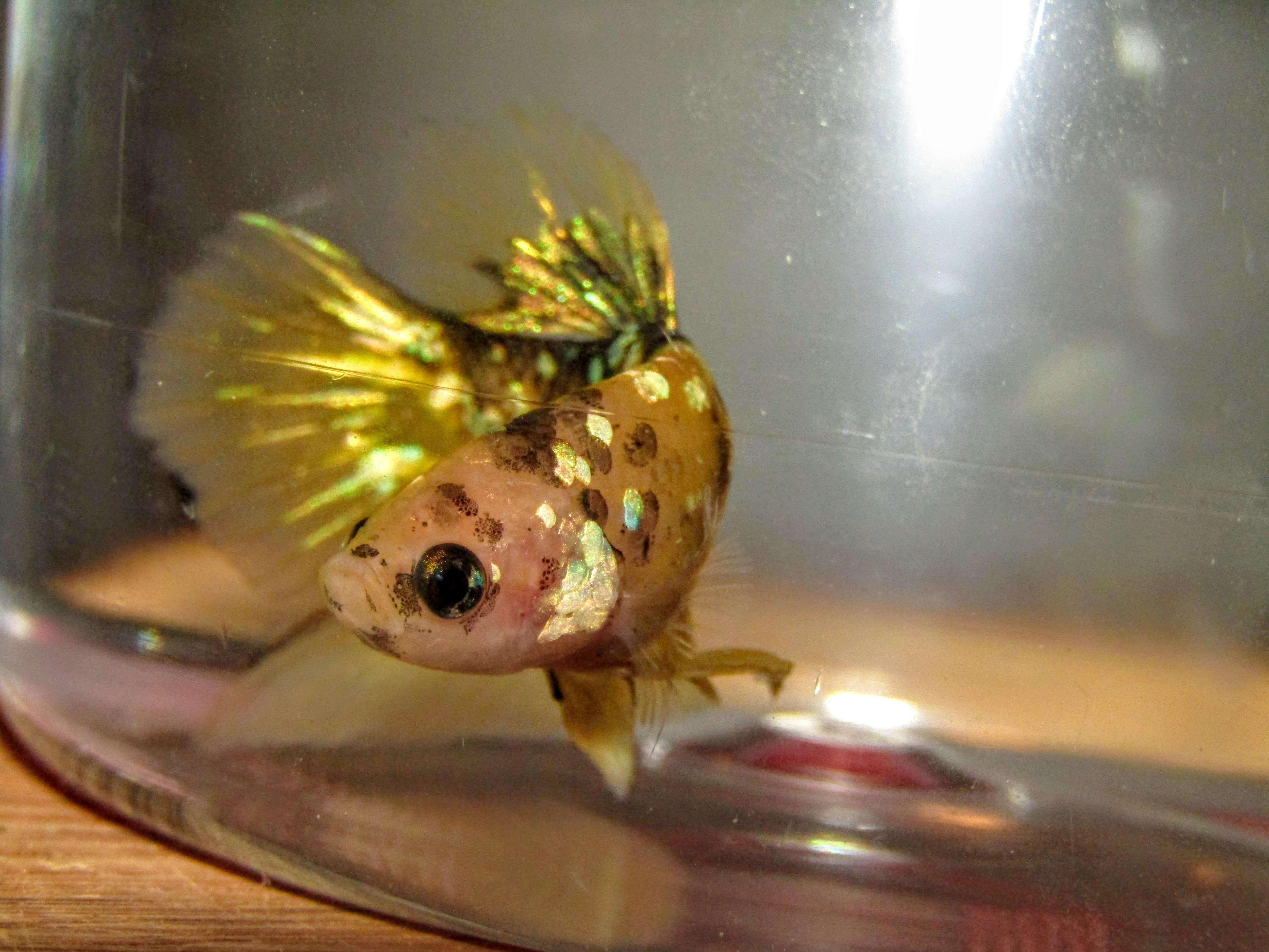 Betta Fish: Andromeda is my precious baby boy - Flake Food