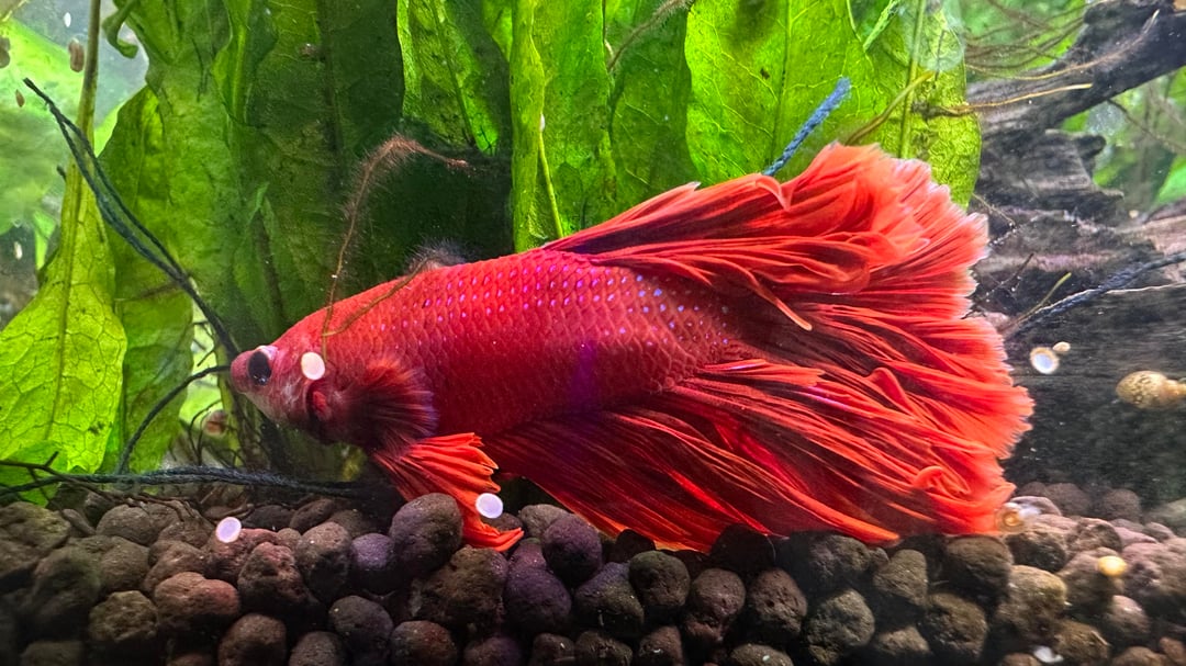 Betta Fish: First time betta owner - Flake Food