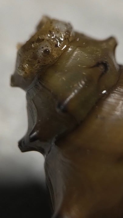 Shell Parasuite Aquariums: Snail shell parasite? - Flake Food