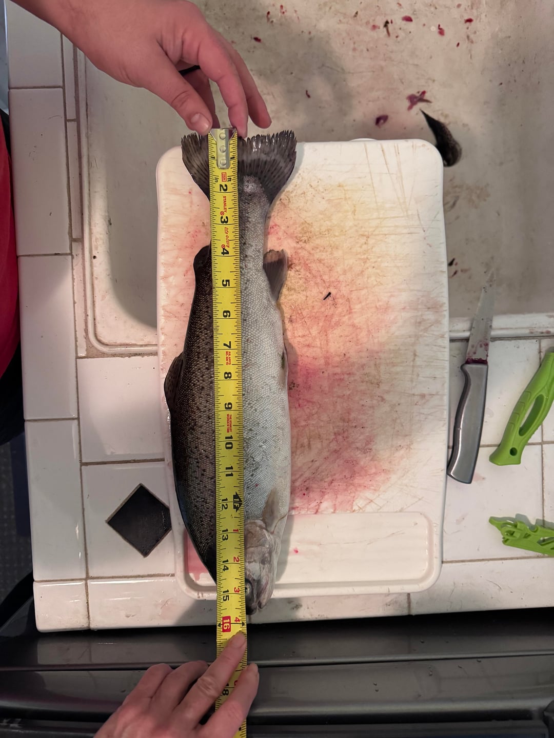 Trout haul + citation sized fish! - Flake Food