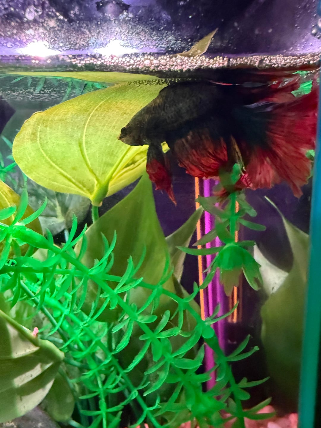 Concerned Fish Betta Fish: He never leaves this corner should I be concerned - Flake Food