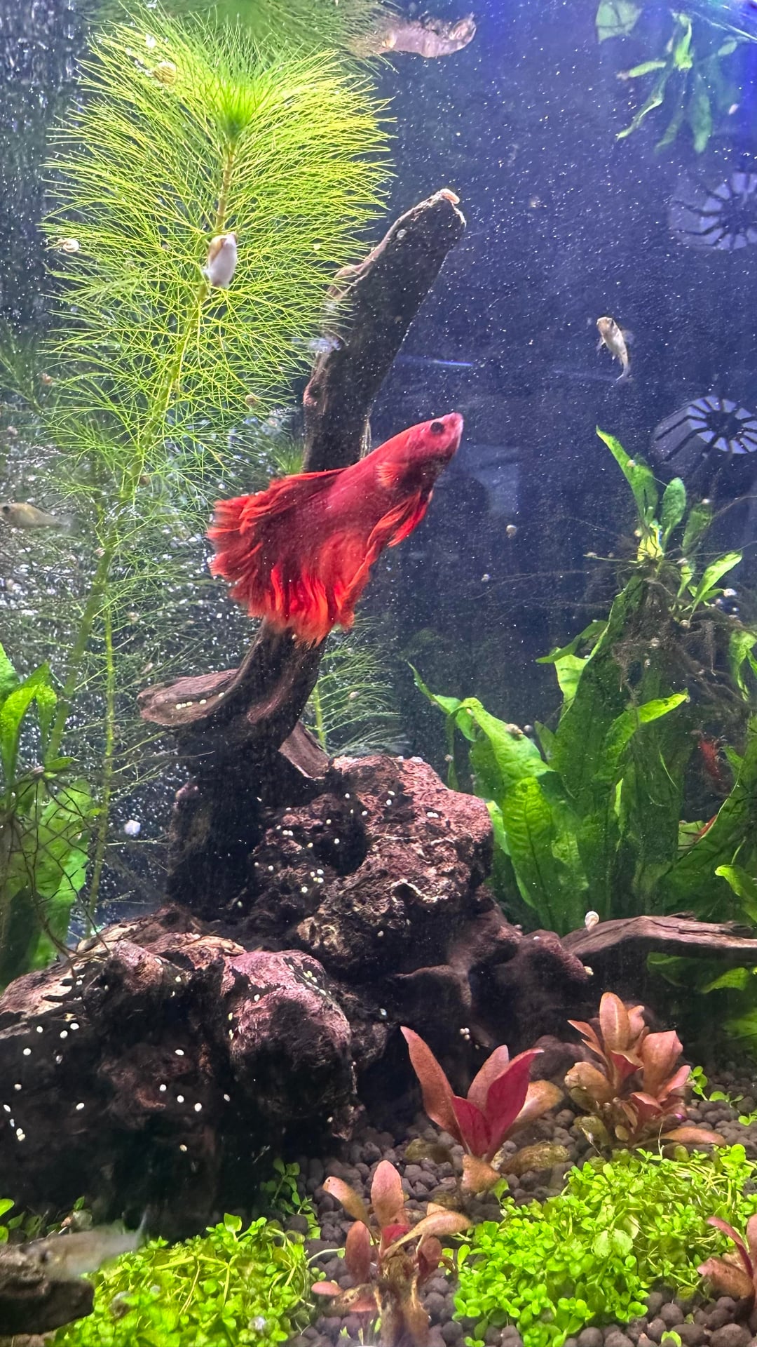 Betta Fish: First time betta owner - Flake Food