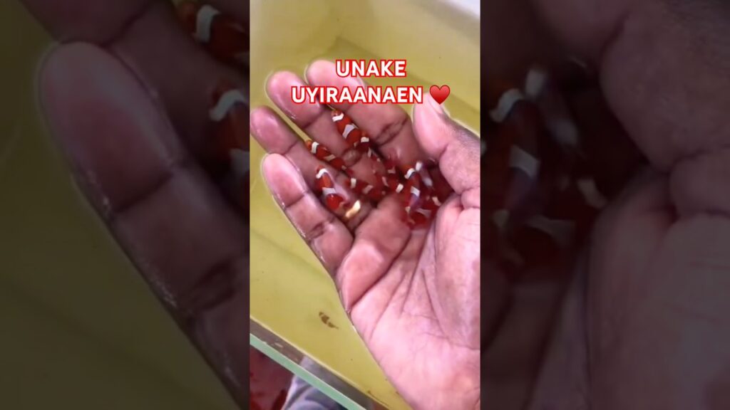 UNAKAE UYIRAANEN #fish #nemofish #clownfish #aquarium
