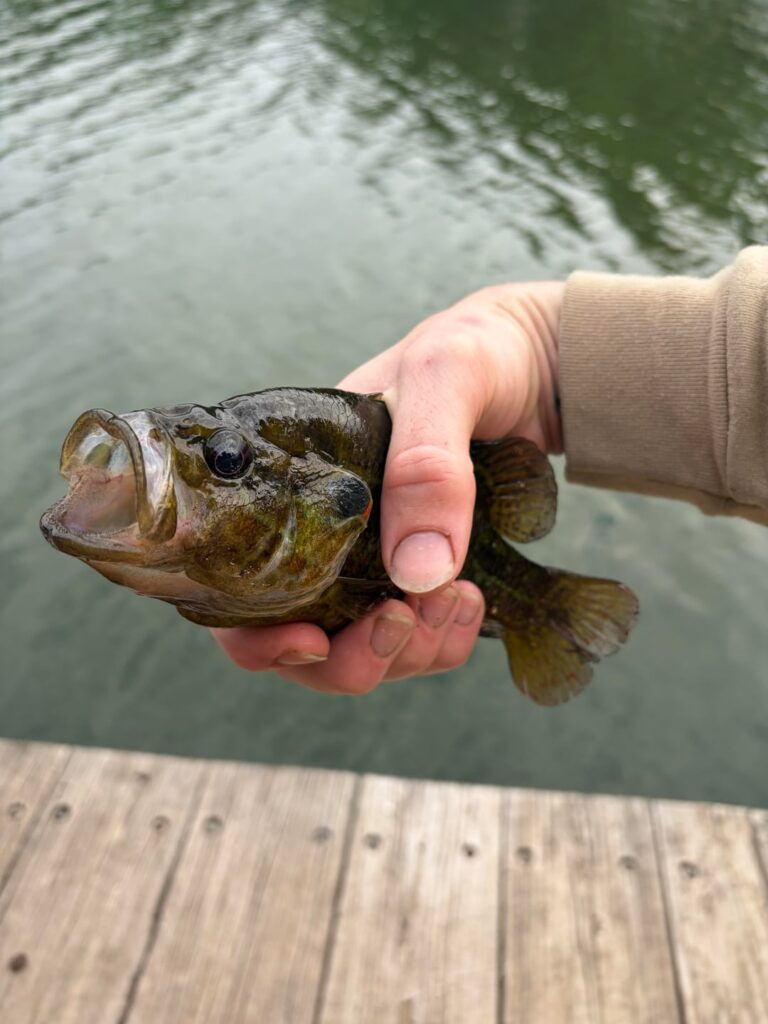 How to catch bass How to catch bass