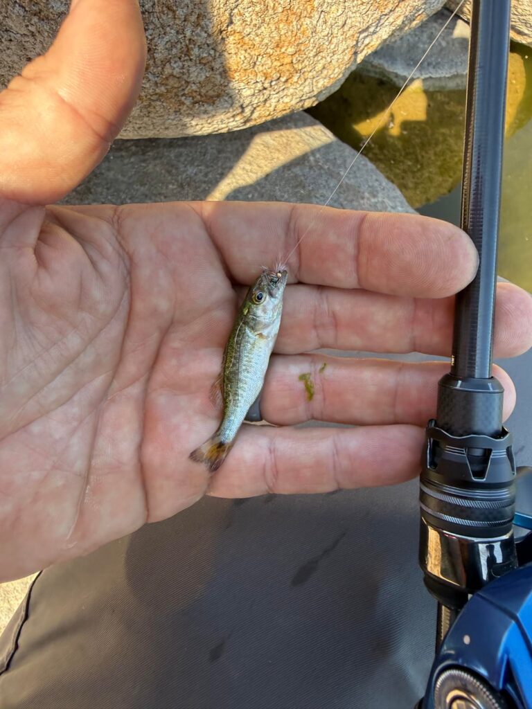 City bass on the fly City bass on the fly