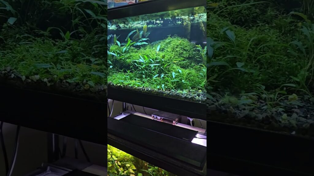 Aquariums: Low, low, low light aquascape Low, low, low light aquascape