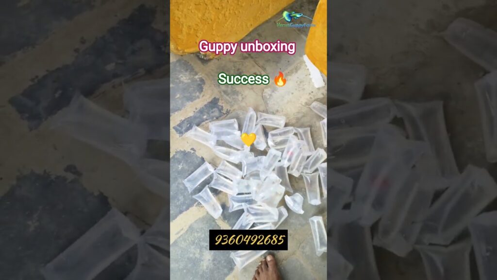 Guppy Fish Courier Received 😲🐠 | Live Fish Unboxing #guppy#courier#shorts#trendingshorts #guppyfish