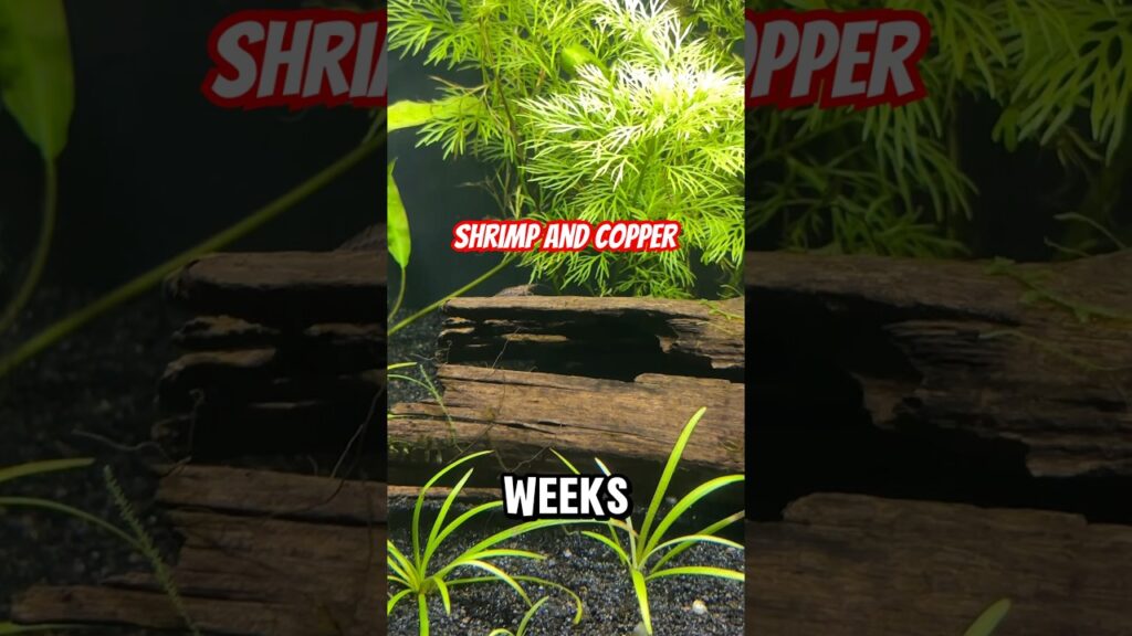 I was worried the shrimp were affects by the substrate #aquarium #fishtank #fishroom #aquascape