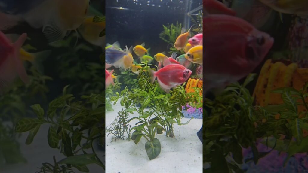 #glowfish #aquarium #fishtank #aquascape #fishlover