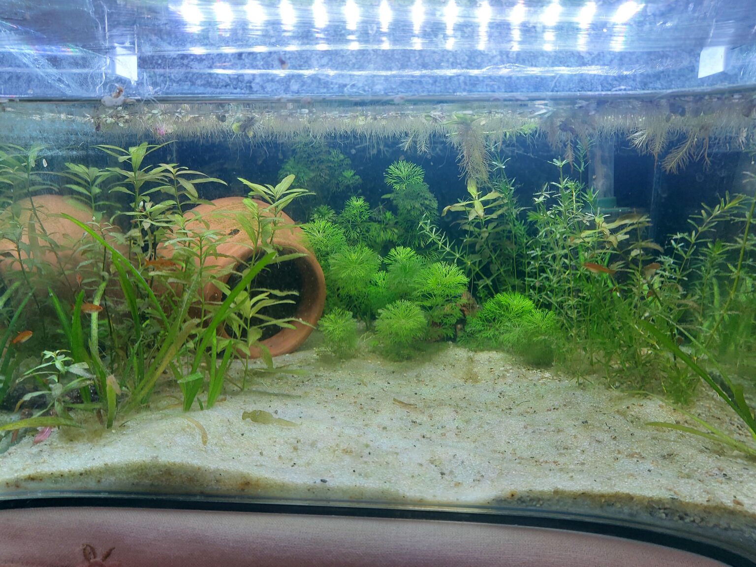 Should I add a betta