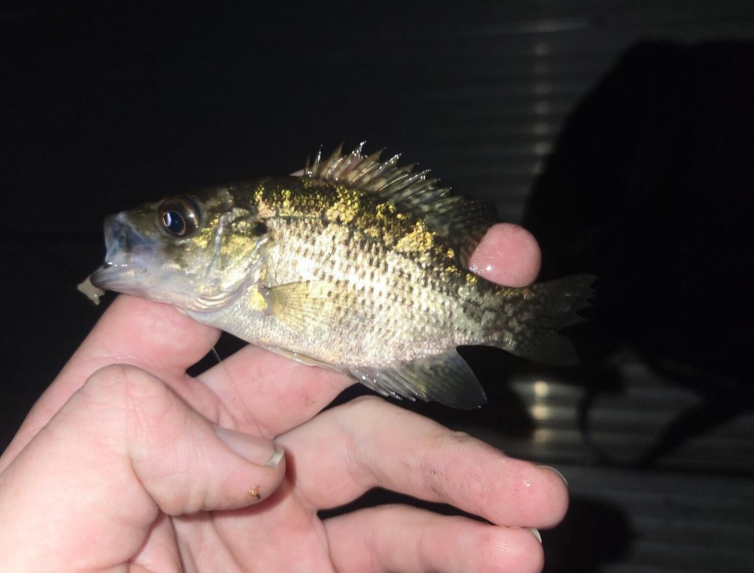 Tiny warmouth