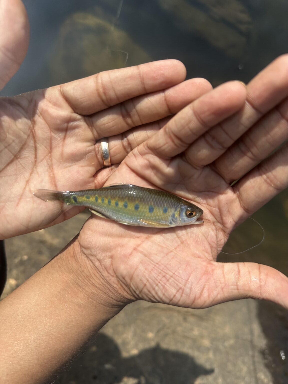 Malabar hill trout