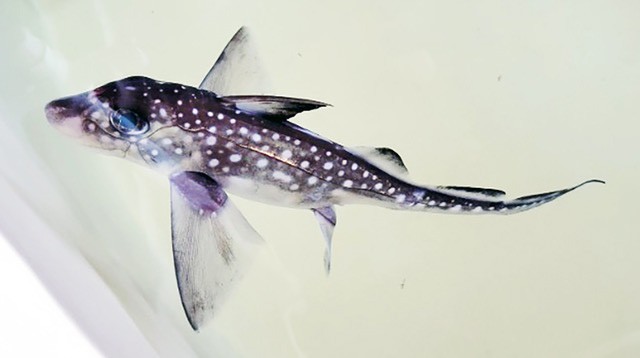 A spotted ratfish swims in a tank at the Friday Harbor Laboratory in Friday Harbor, Washington in July 2023. Photo courtesy of Mel Neill