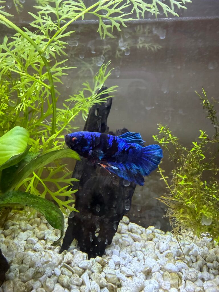Betta Fish: Gut check – is my fish healthy? Gut check - is my fish healthy?