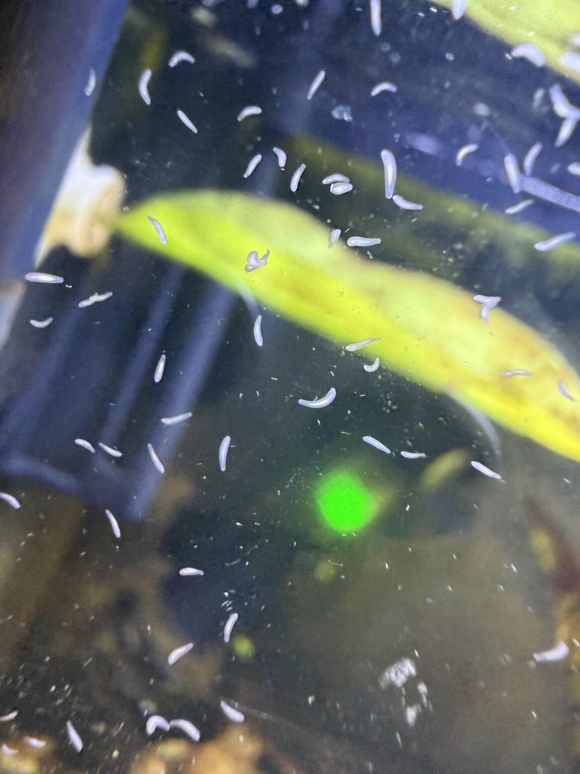 What are these worms in my aquarium and are they bad?