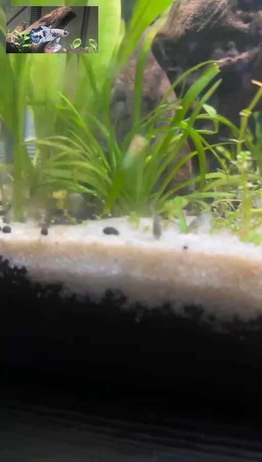Meet “El Azul”.