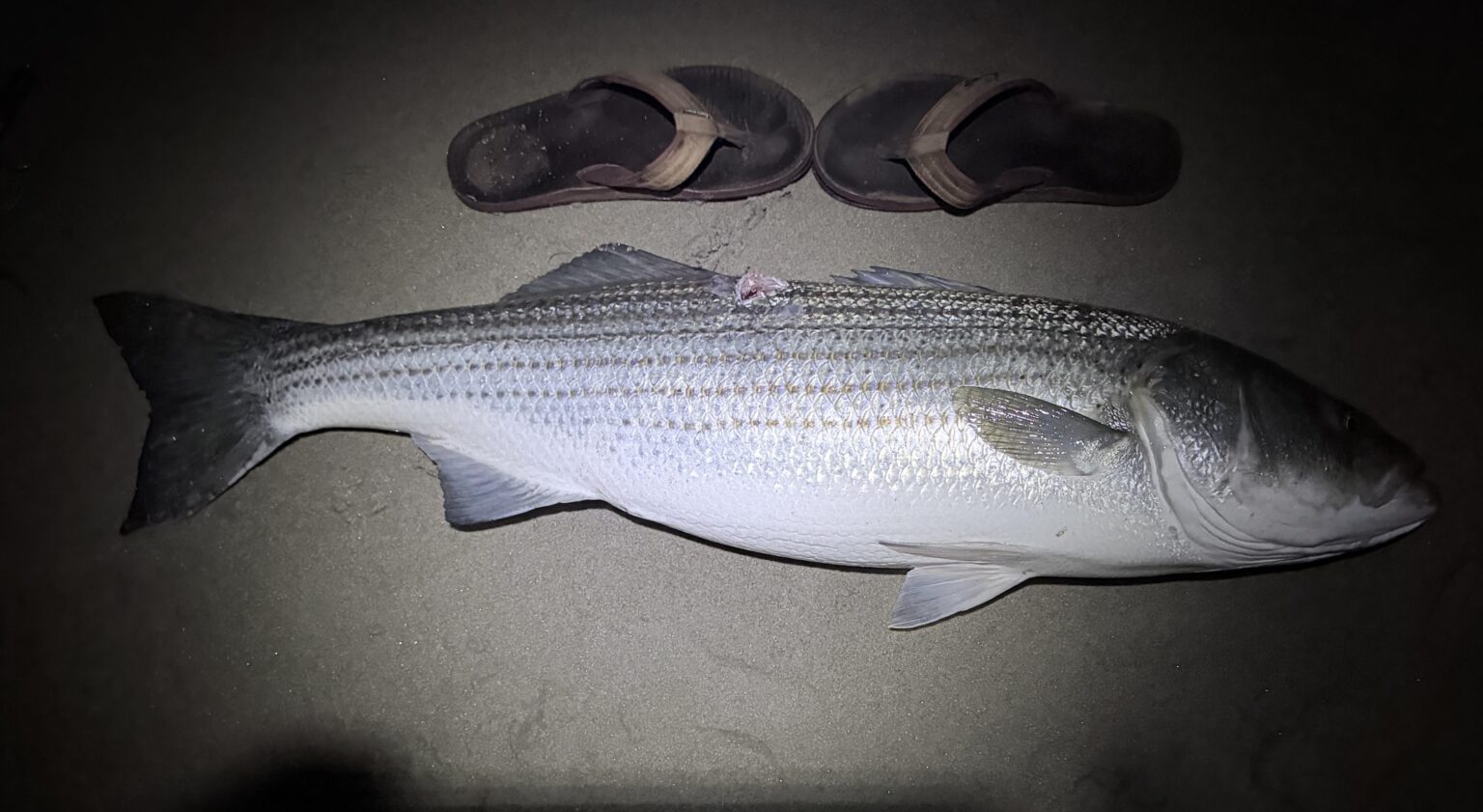 Caught in the surf on a needlefish lure. 42”. Maine.