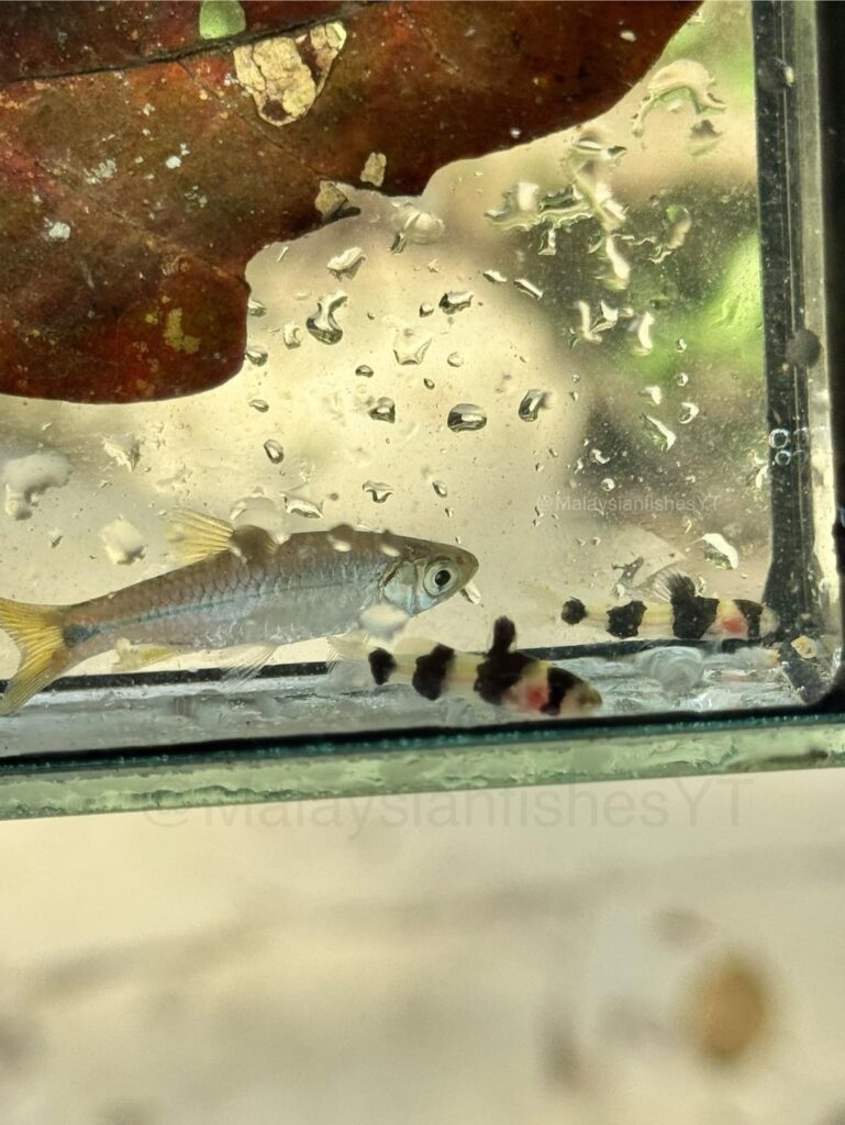 2 cute 1” catfish I found in a shallow forest stream