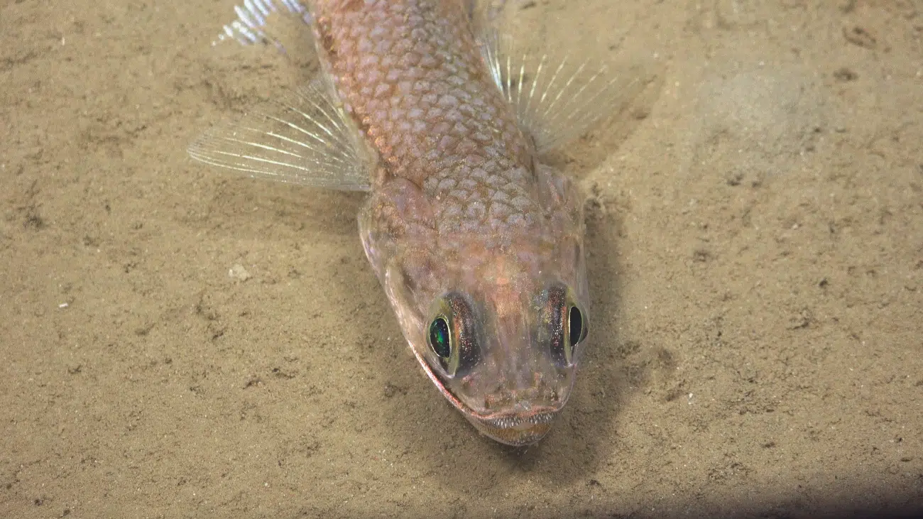 Lizardfish found off the coast of Trinidad and Tobago