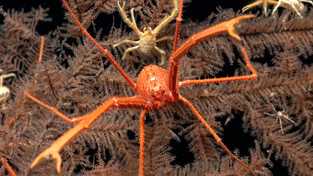 Squat lobsters found off the coast of Trinidad and Tobago