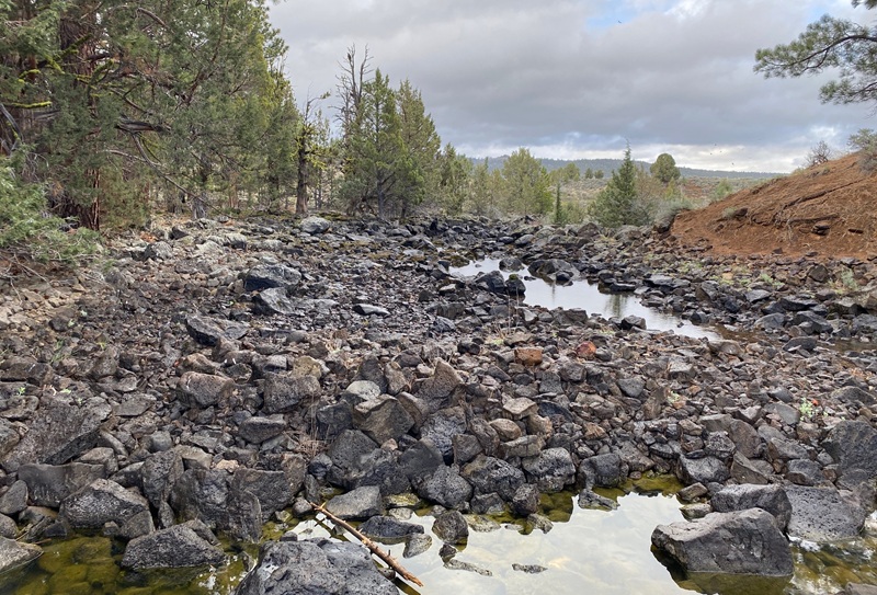 CDFW News | CDFW Rescues Nearly 6,000 Eagle Lake Rainbow Trout Stranded in Pine Creek A drying Pine Creed as it appeared in April 2026.