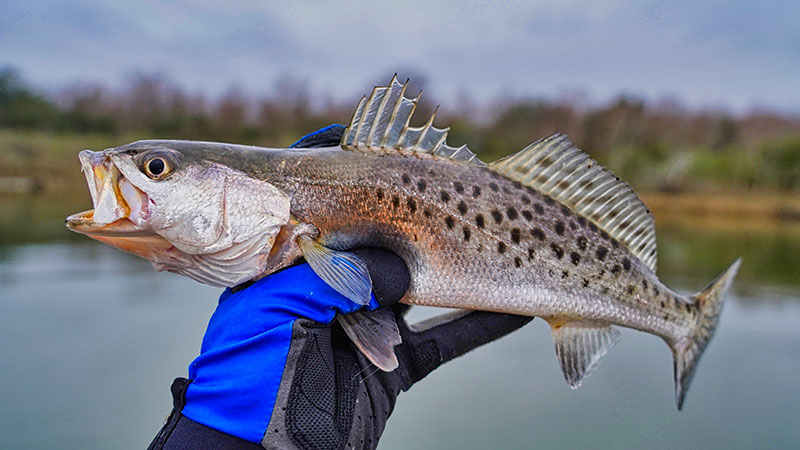 Louisiana Sportsman Louisiana Sportsman