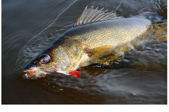 A walleye with a lure in its mouth hits the surface while battling an anglers.