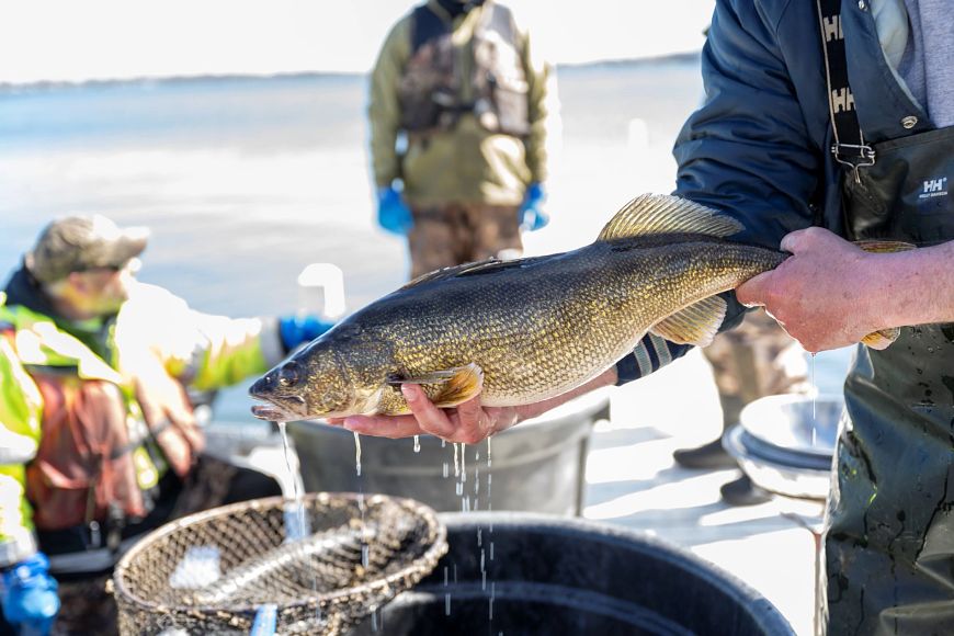 A person holds a large walleye fish over a tub, while others in outdoor gear work nearby with nets by the water.