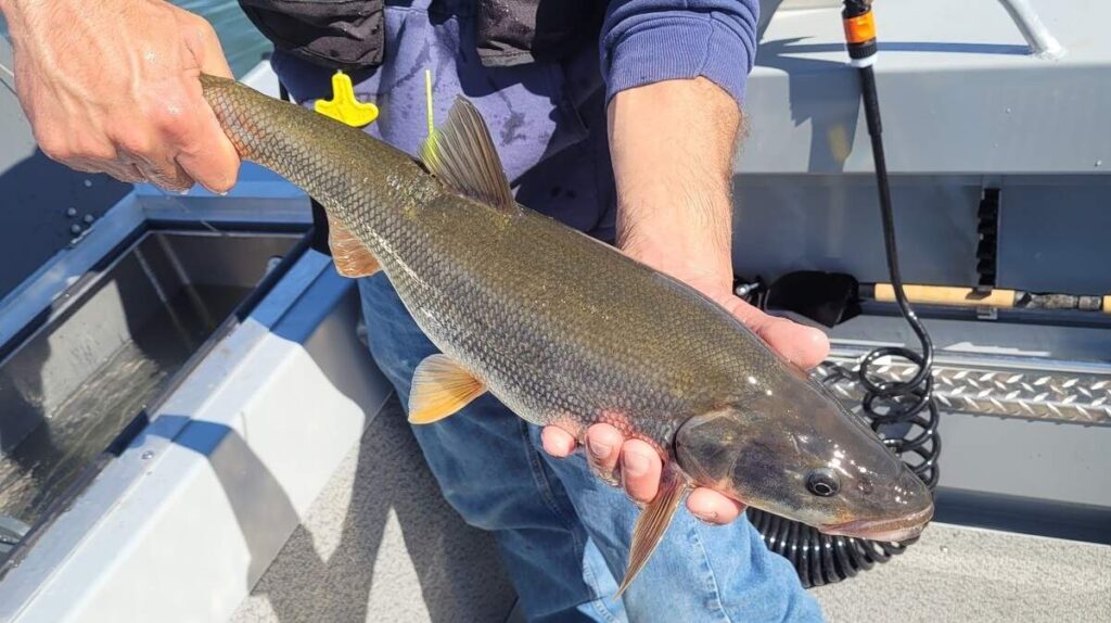 Go fishing and earn cash for pikeminnow in Tri-Cities Go fishing and earn cash for pikeminnow in Tri-Cities