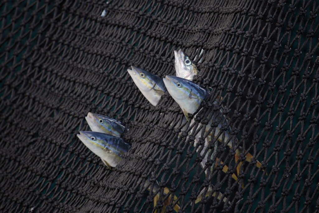 Drifting tuna fishing gear enter half of marine protected areas: study Drifting tuna fishing gear enter half of marine protected areas: study