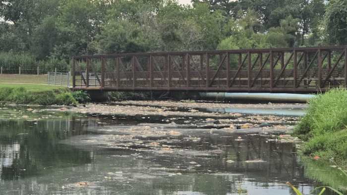 Why were so many dead fish floating in Brays Bayou? TPWD explains the likely cause Why were so many dead fish floating in Brays Bayou? TPWD explains the likely cause