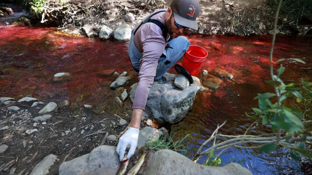 Utah project to address native fish in Mill Creek sparks online controversy Utah project to address native fish in Mill Creek sparks online controversy