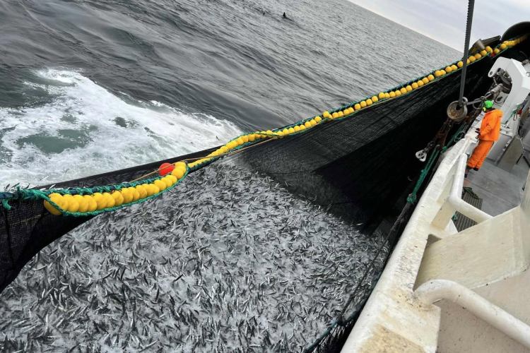 Norwegian Pelagic Fishing Report – Week 36 of 2026 – The Fishing Daily Norwegian Pelagic Fishing Report – Week 36 of 2026 - The Fishing Daily