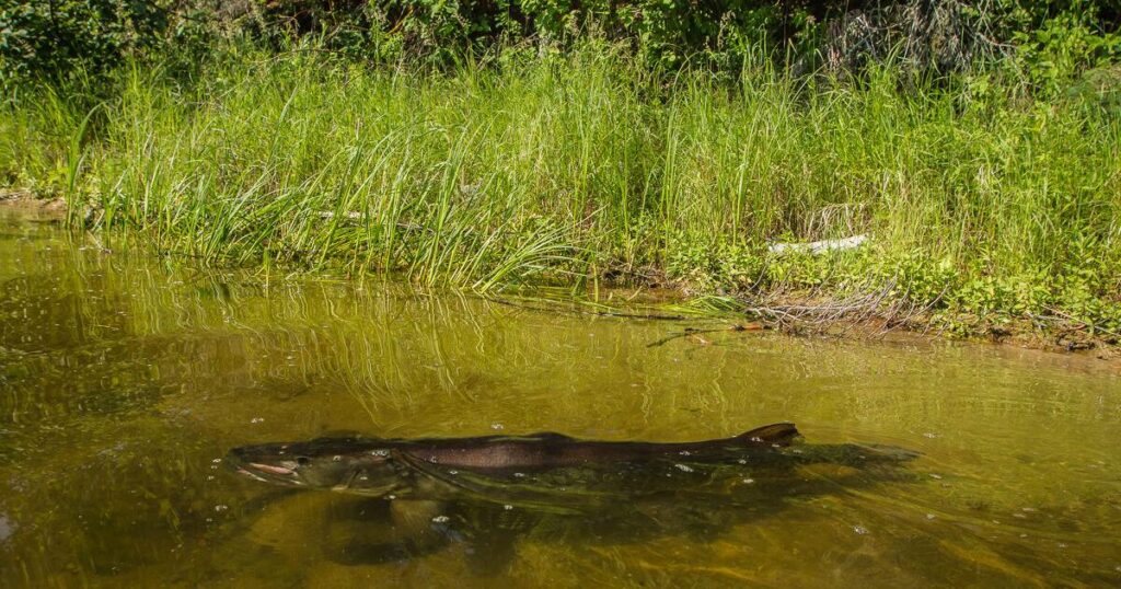 Photographer captures close encounter with large muskie near Coney Island | Local News Photographer captures close encounter with large muskie near Coney Island | Local News